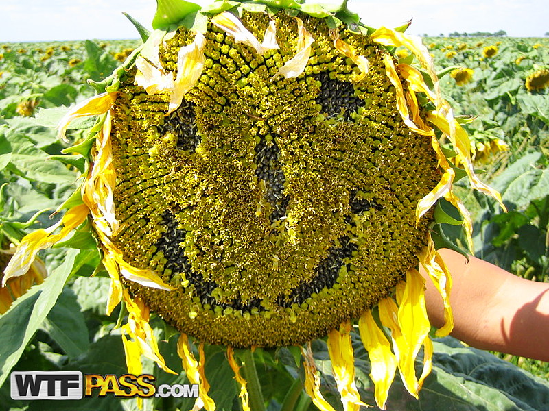 Blonde amateur Adele gets banged doggystyle amid a field of sunflowers foto pornográfica #425792451 | Private Sex Tapes Pics, Adele, Homemade, pornografia móvel