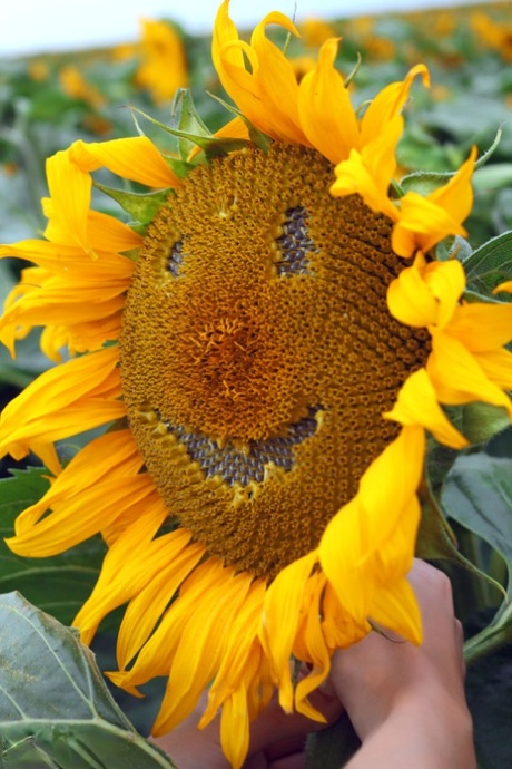 Sweet young Vanessa in pigtails spreading skinny ass naked in the sunflowers